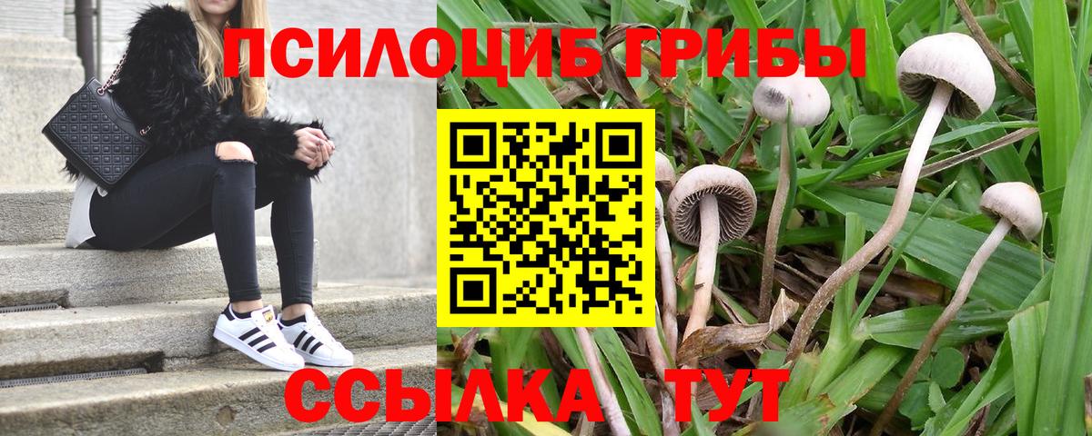 Псилоцибиновые грибы Cubensis Среднеуральск